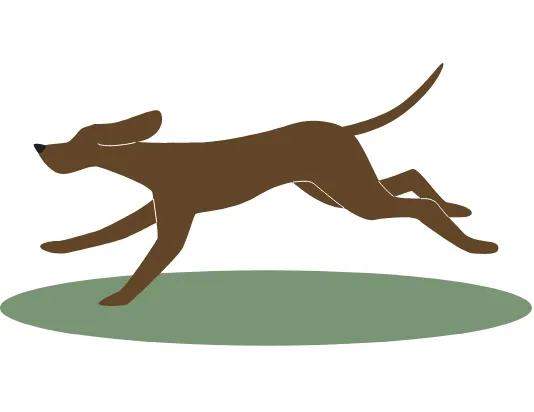ドッグランで遊ぶ犬