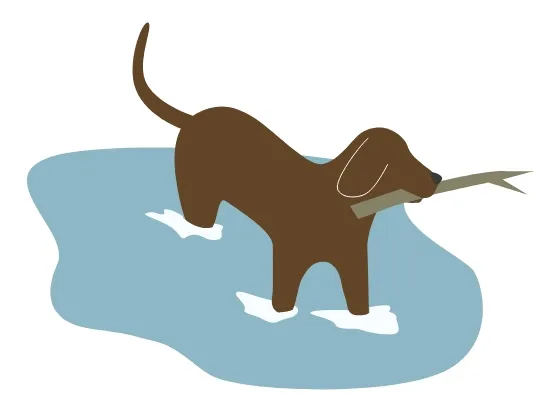川で遊ぶ犬